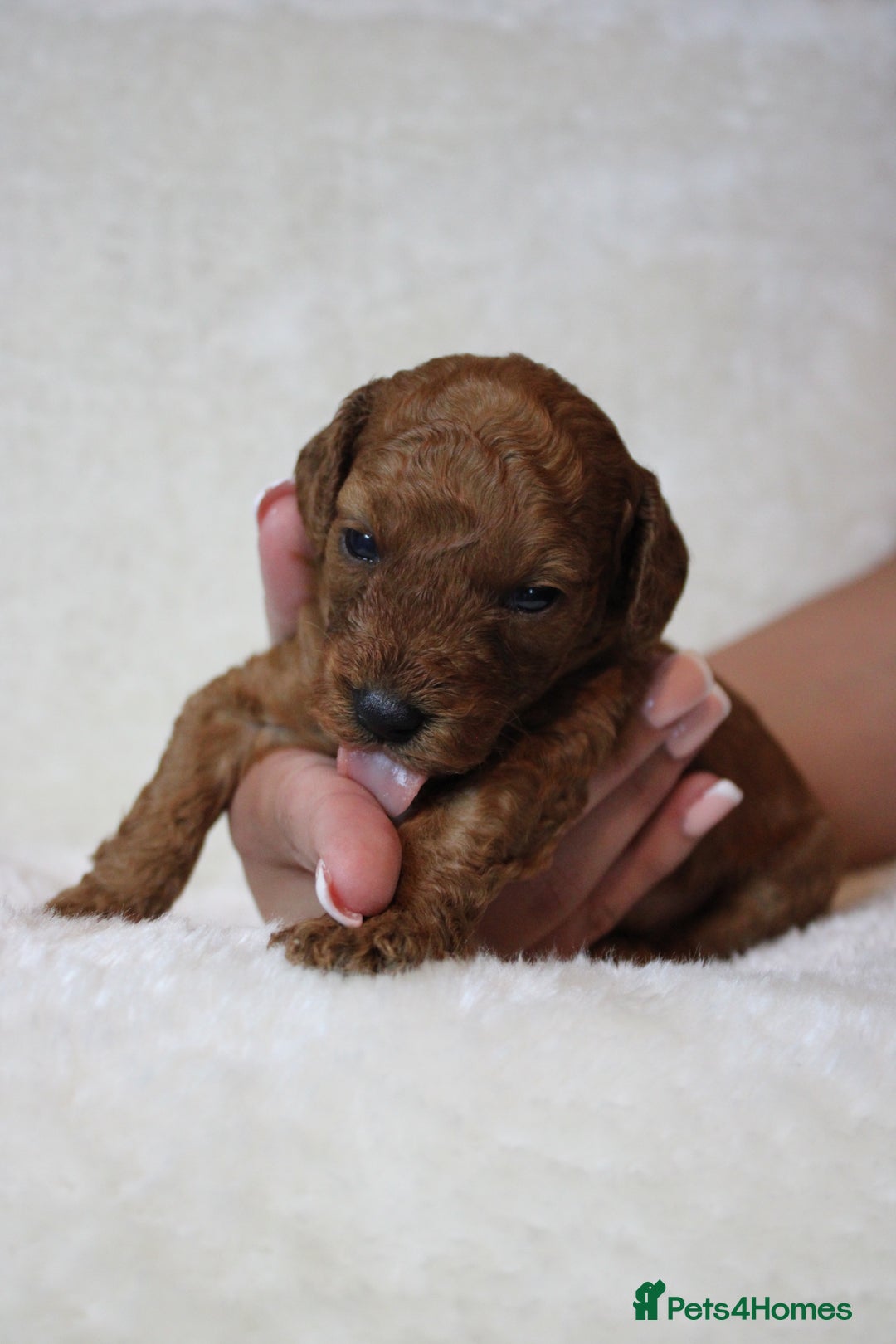 Cavapoo dogs for sale: Fox RED Cavapoo Puppies - Image 13