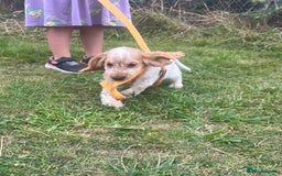 Cocker Spaniel dogs for sale: 🐾Fully Vaccinated Show Cocker Boy 🐾 - Image 3