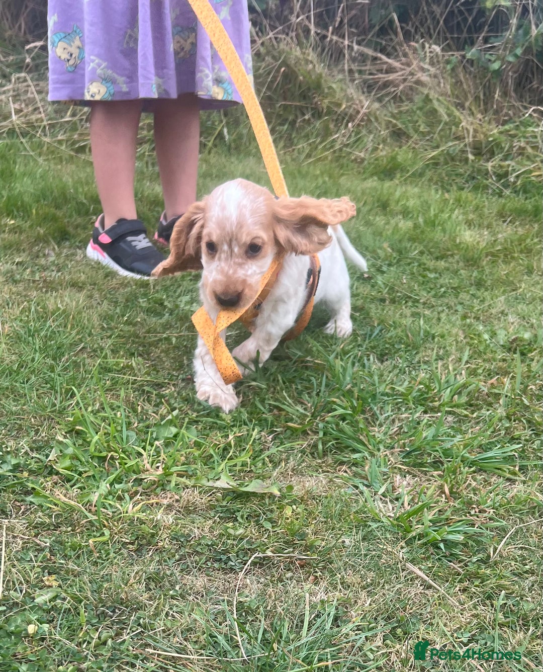 Cocker Spaniel dogs for sale: 🐾Fully Vaccinated Show Cocker Boy 🐾 - Image 3