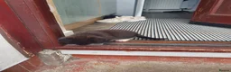 Mixed Breed cats for sale: 2 kittens for sale  - Advert 3