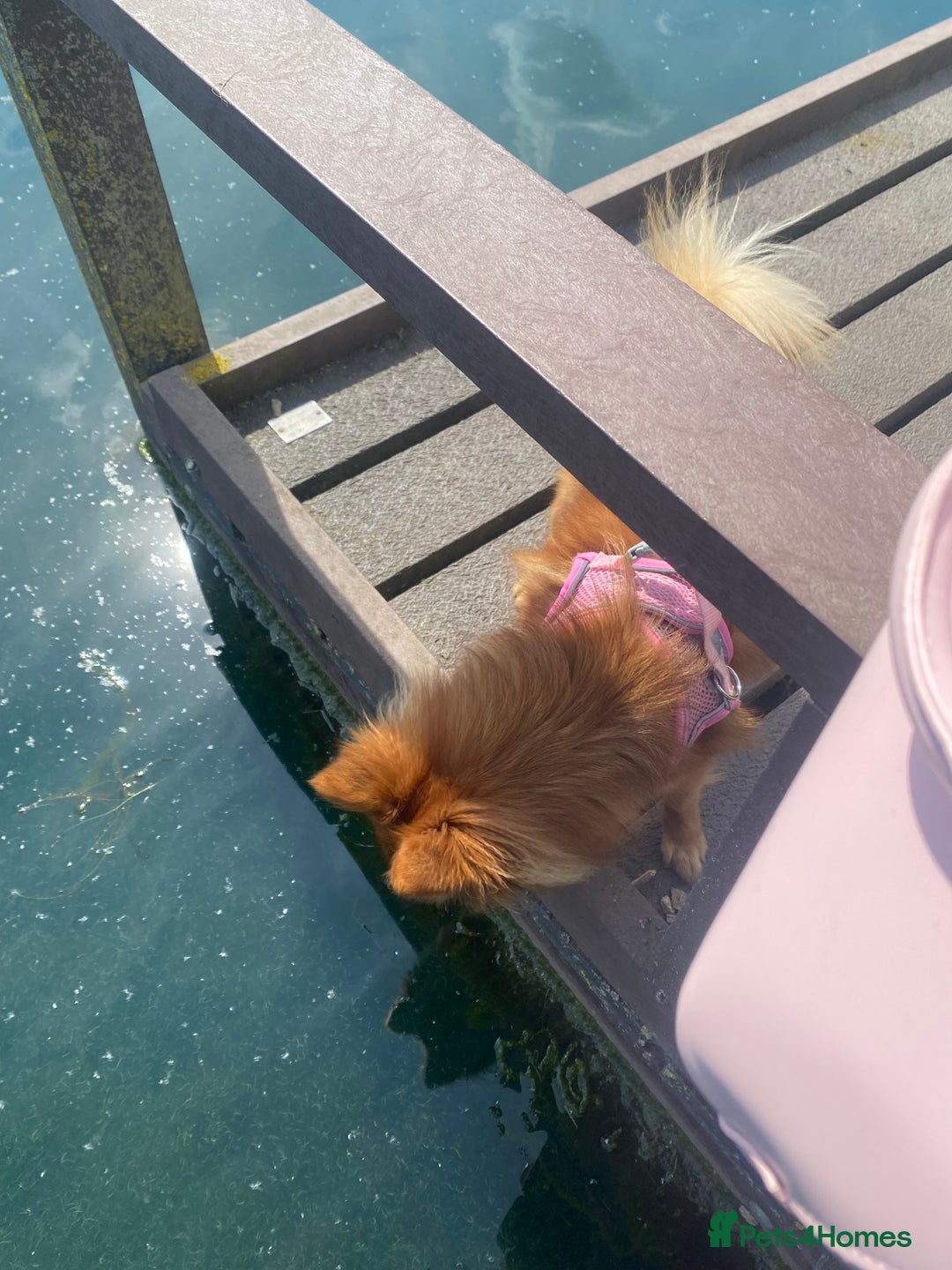 German Spitz dogs for sale: German Spitz girl  - Image 4