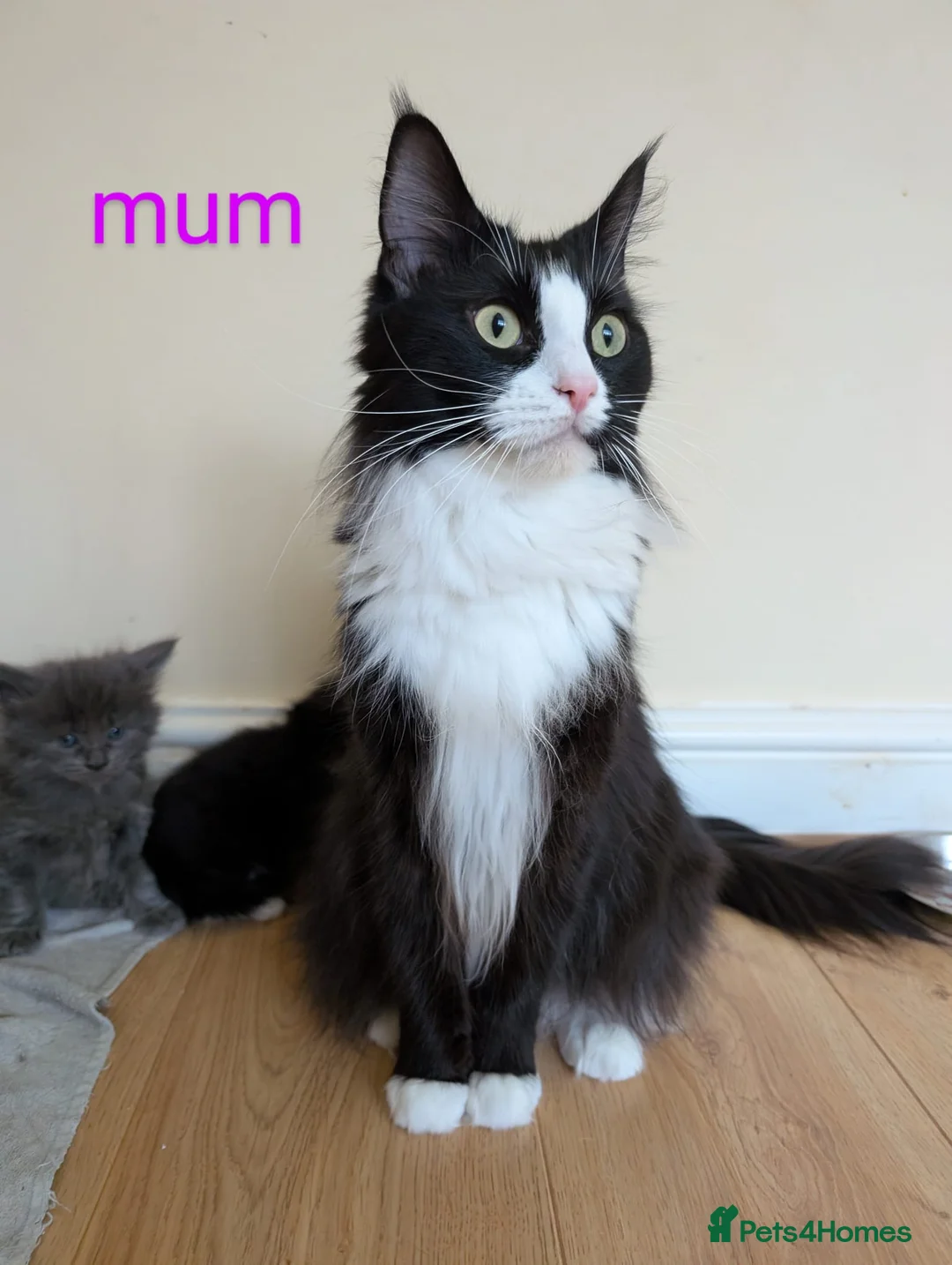 Maine Coon cats for sale: Gorgeous kittens for sale  - Advert 3