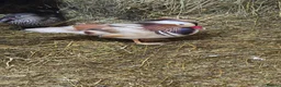 Ducks poultry for sale: Mandarin ducks - Advert 2