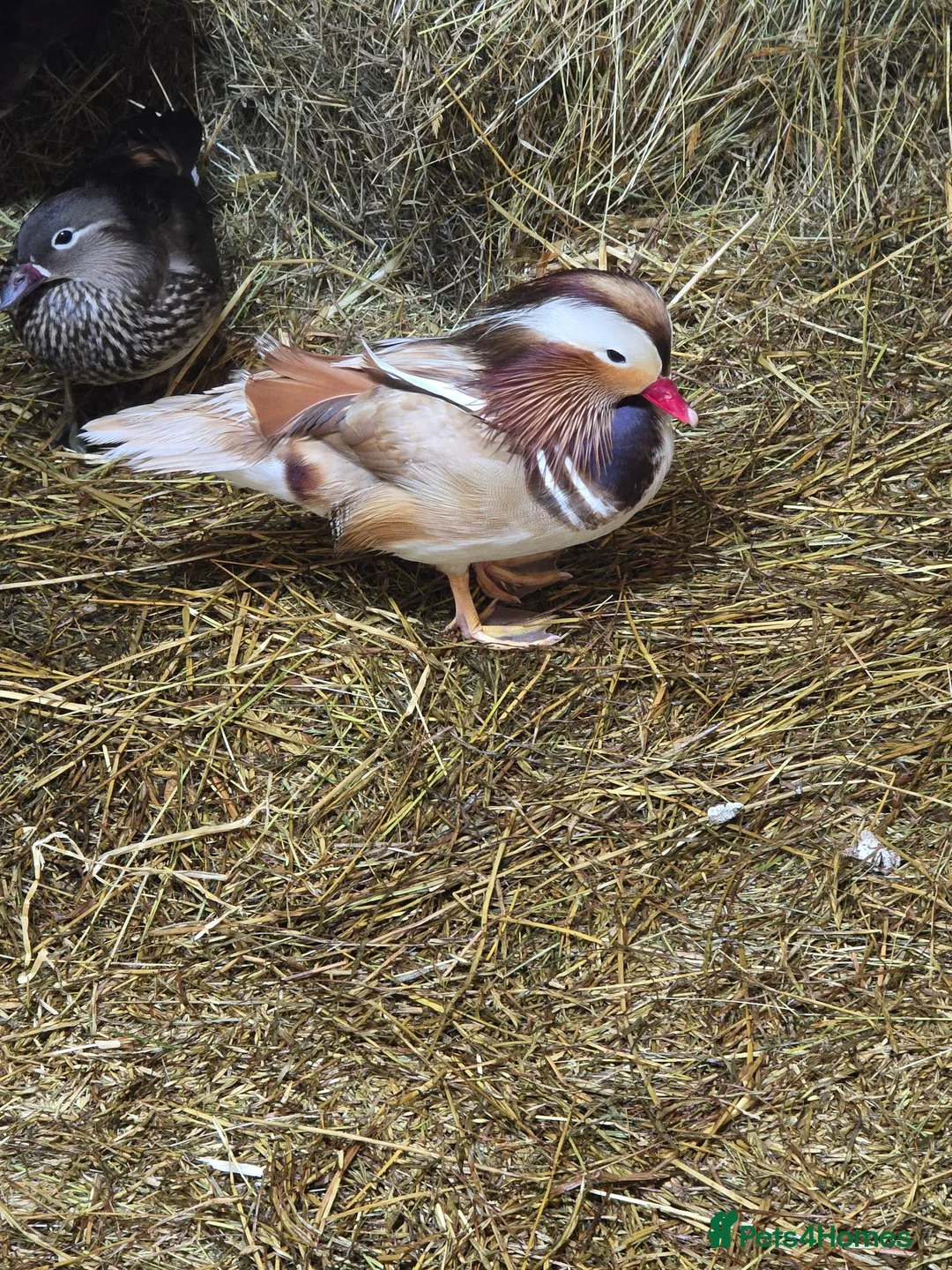 Ducks poultry for sale: Mandarin ducks - Advert 2