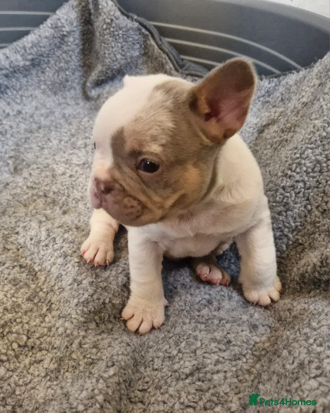 French Bulldog dogs for sale: Stunning dwkc merle french bulldogs  - Advert 10