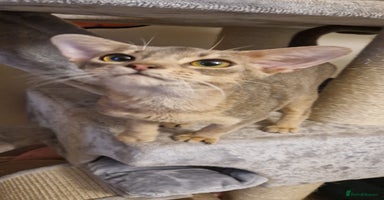 Abyssinian cats - Advert 6