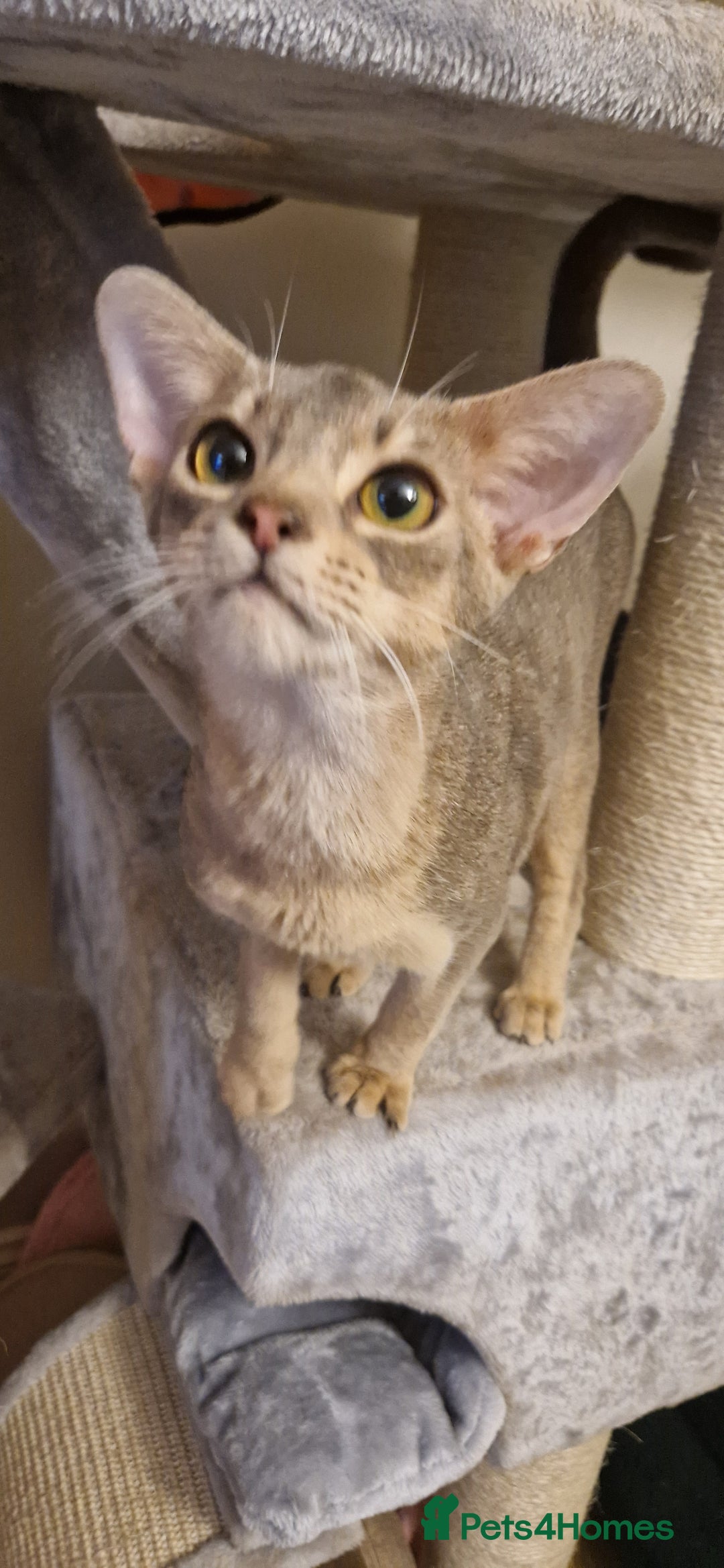 Abyssinian cats for sale: Beautiful blue boy 💙 - Image 17