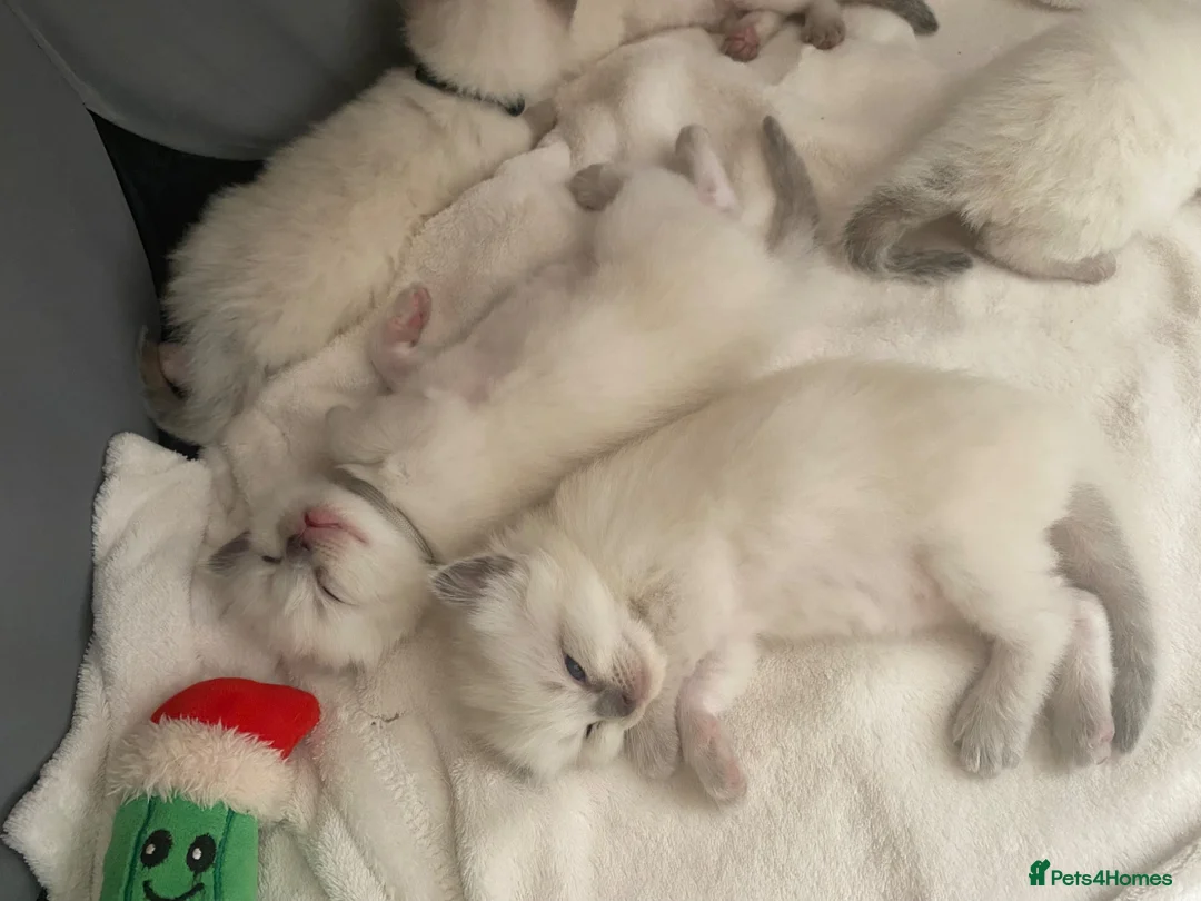 Ragdoll cats for sale: GCCF registered ragdoll kittens - Advert 2
