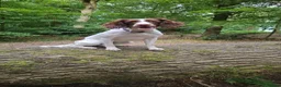Mixed Breed dogs for sale: 3 Beautiful Chocolate and White Pups in Burnley - Advert 6