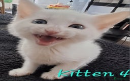 Mixed Breed cats for sale: 4 cute kittens up for sale - Image 8