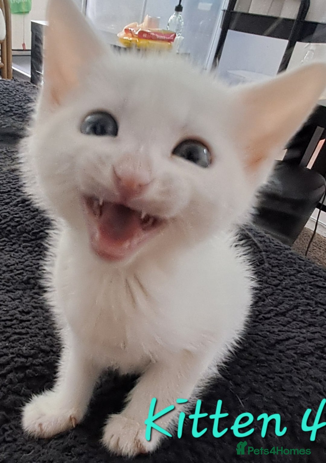 Mixed Breed cats for sale: 4 cute kittens up for sale - Image 8