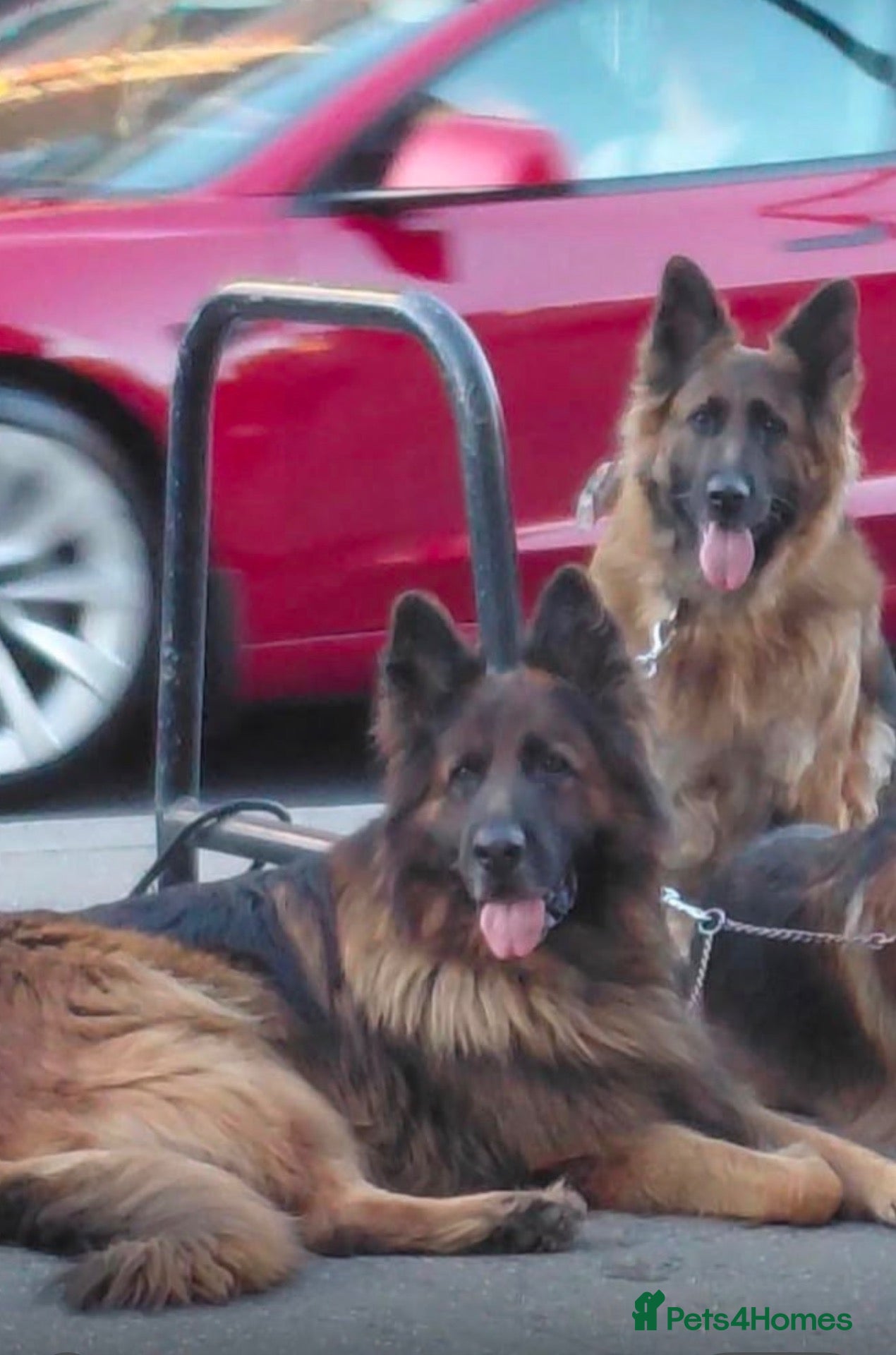 German Shepherd dogs Long hair Czech/Polish German Sherpard - Advert 14