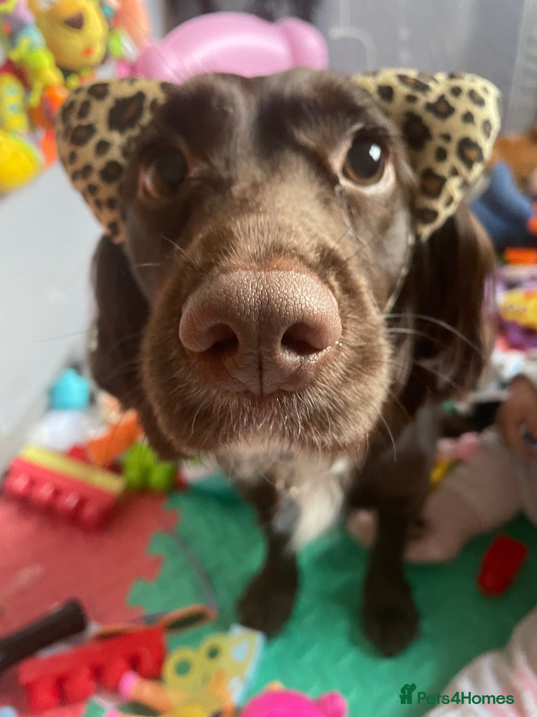 Sprocker dogs for sale: Female brown sprocker - Advert 6