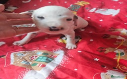 Dalmatian dogs for sale: 6 KC Dalmatian puppies Left - Image 24