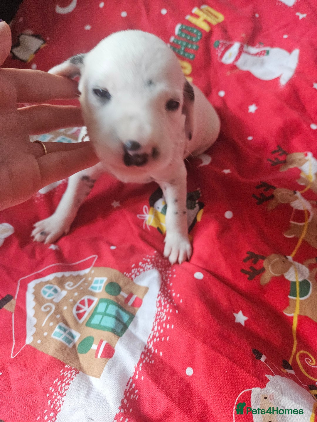 Dalmatian dogs for sale: 6 KC Dalmatian puppies Left - Image 24