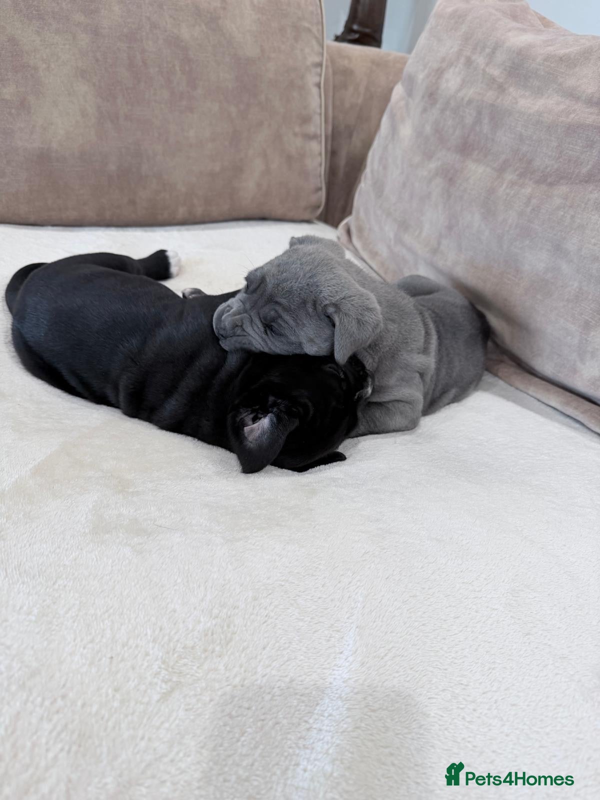 Cane Corso dogs Beautiful pure bred cane corso pups  - Advert 1