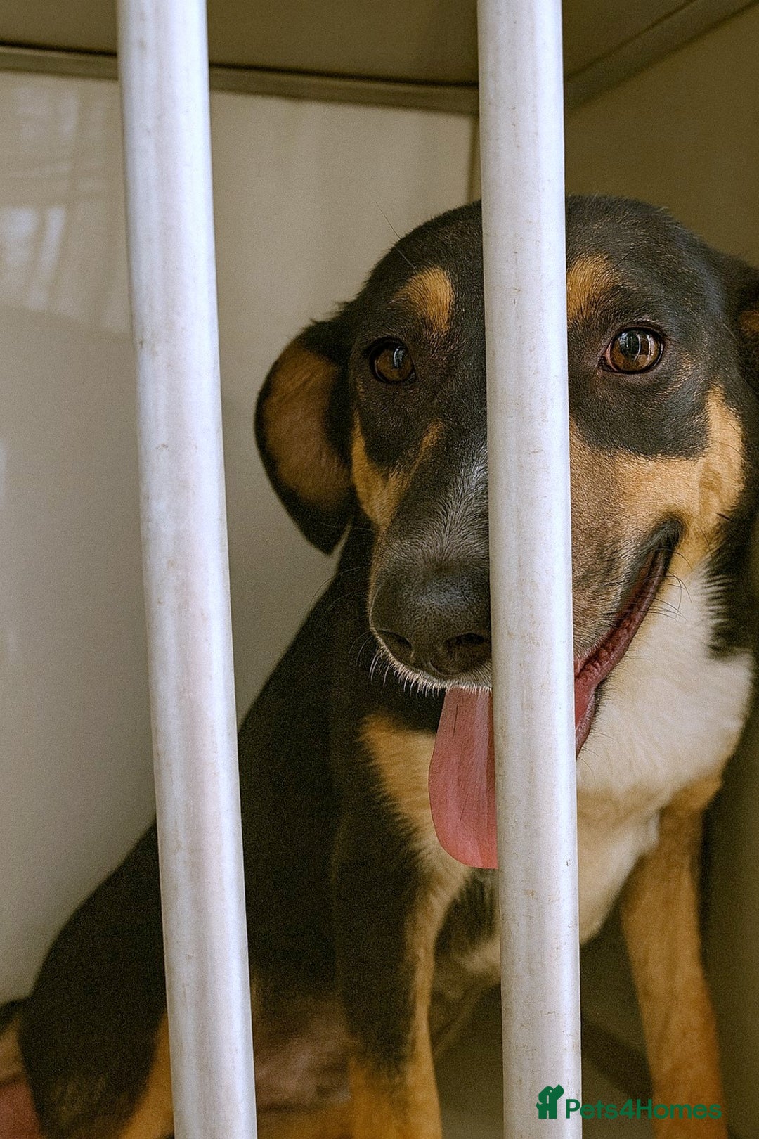 Mixed Breed dogs for adoption: 🐾 Ollie – A Soft Heart Waiting for a Home - Advert 2