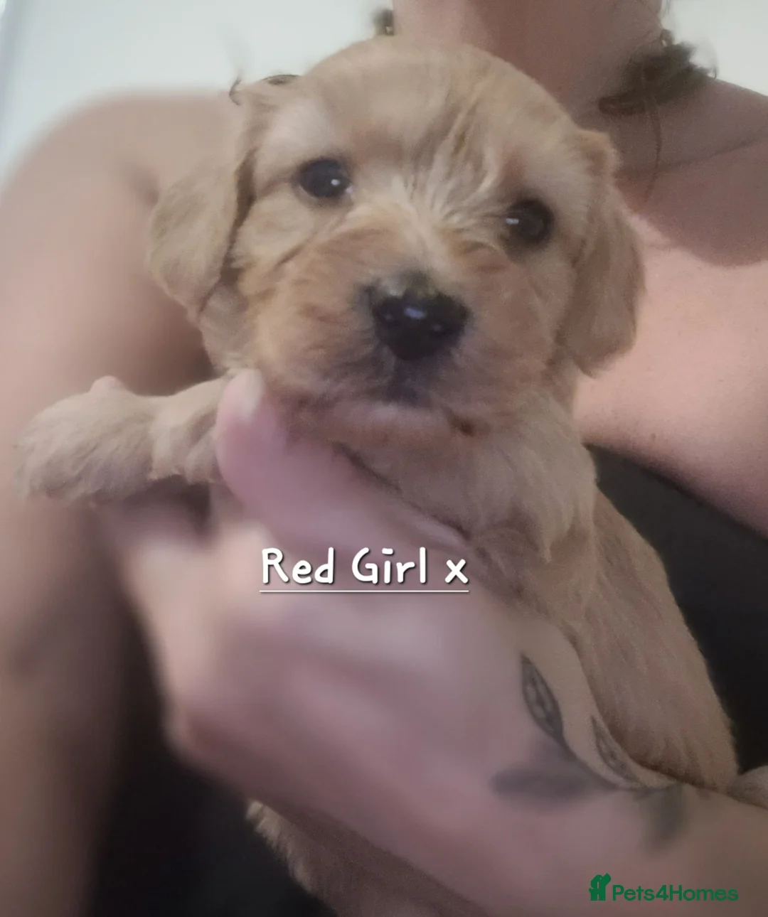 Maltipoo dogs for sale: Beautiful Maltipoo Puppies 4 weeks old  - Advert 18