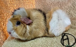 Guinea Pig rodents for sale: Various Gorgeous Guinea Pigs Available - Advert 4