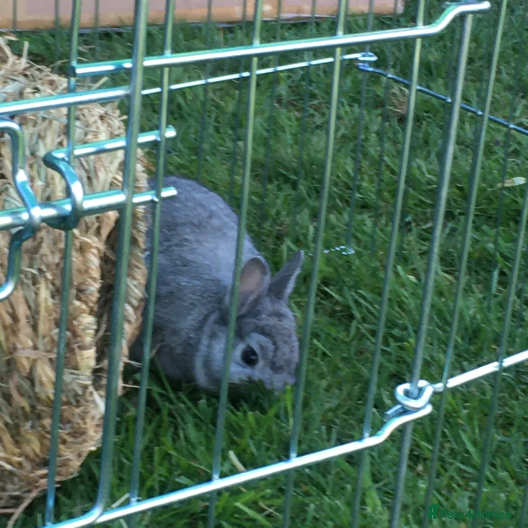 Netherland Dwarf rabbits for sale: Chinchilla Netherland Dwarf in Blackburn - Advert 1