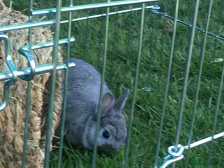 Netherland Dwarf rabbits Chinchilla Netherland Dwarf - Advert 1