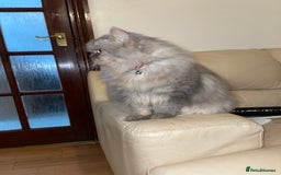 Persian cats for sale: Persian male  - Image 8