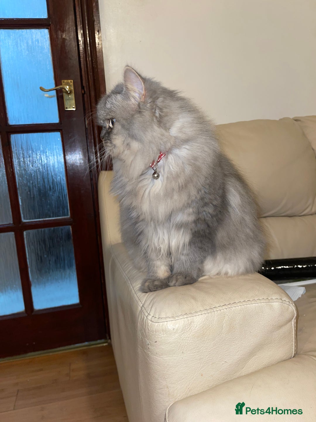 Persian cats for sale: Persian male  - Image 8