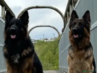 German Shepherd dogs German Shepard puppie - Advert 1