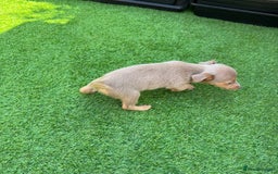 Jack Russell dogs for sale: Miniature Jack Russell puppies Ready to leave in Gillingham - Image 21