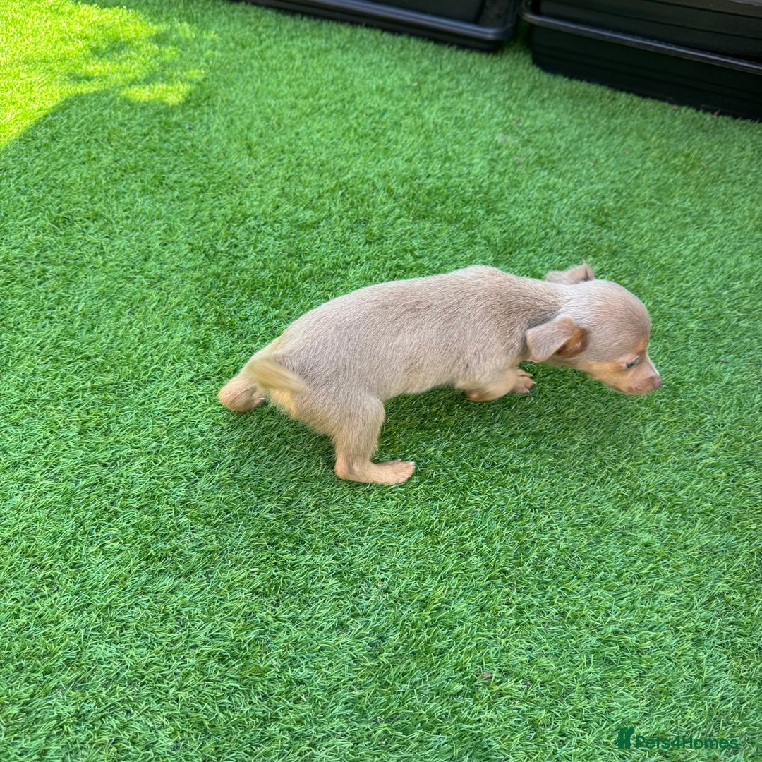Jack Russell dogs for sale: Miniature Jack Russell puppies Ready to leave in Gillingham - Image 21
