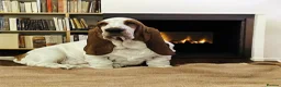 Basset Hound dogs for sale: Basset hound amazing couple  - Advert 16