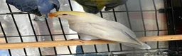 Lovebirds birds for sale: Pale Fallow Lovebirds  - Advert 7
