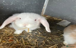 Mini Lop rabbits for sale: Mini Lop in Canvey Island - Image 4
