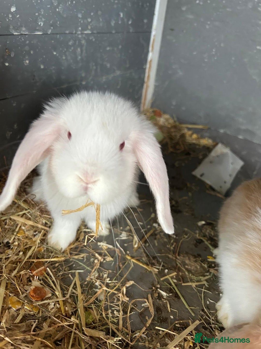 Mini Lop rabbits for sale: Mini Lop in Canvey Island - Image 4
