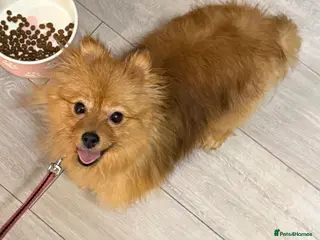Pomeranian dogs Female Pomeranian - Advert 4