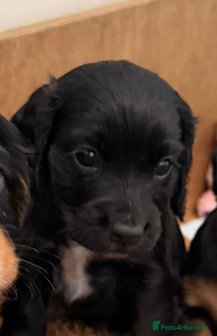 Cocker Spaniel dogs Beautiful Black & White Cocker Spaniel Bitch - Advert 1