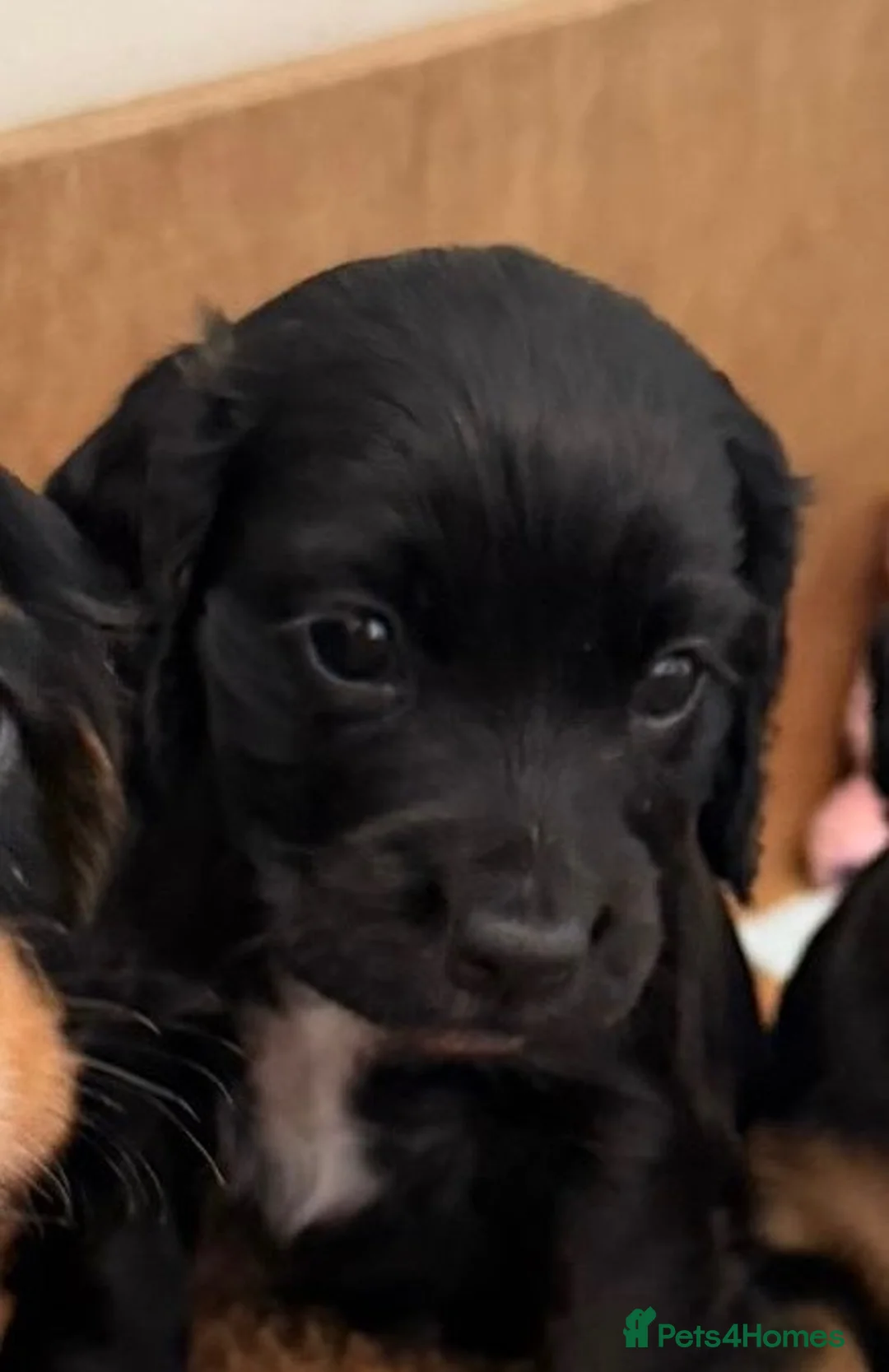 Cocker Spaniel dogs for sale: Beautiful Black & White Cocker Spaniel Bitch - Advert 1