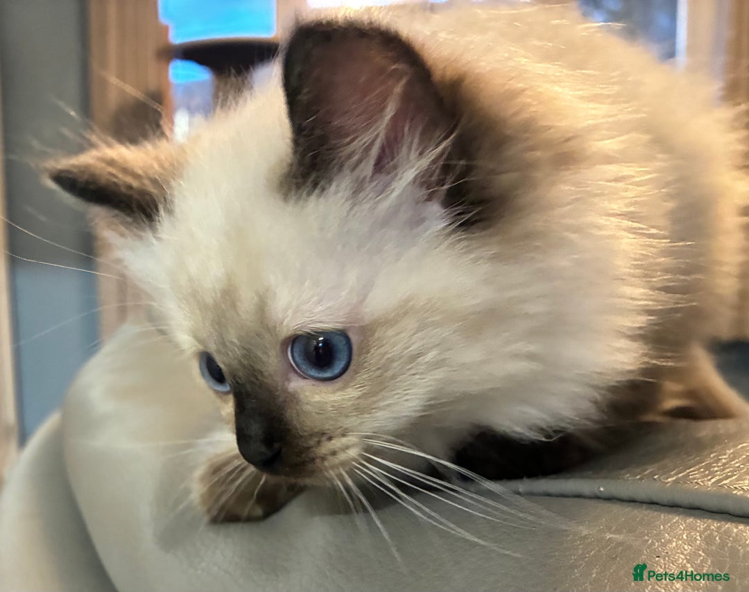 Ragdoll cats for sale: 4 Prebred Ragdolls kittens for sale - Image 14