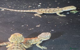 Bearded Dragon reptiles for sale: Baby Bearded dragons ready now  - Image 10
