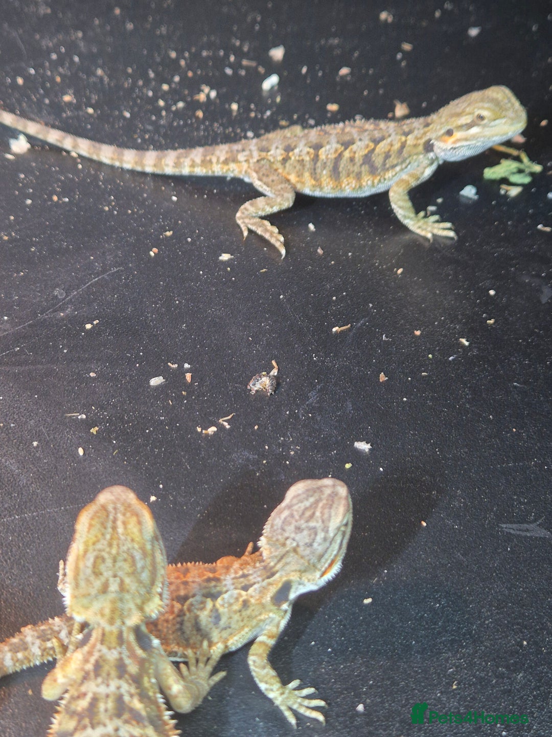 Bearded Dragon reptiles for sale: Baby Bearded dragons ready now  - Image 10
