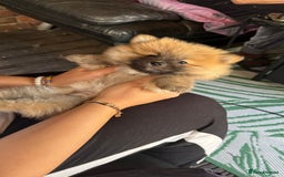 Pomeranian dogs for sale: Amazing Pomeranian color Beige Champion Line - Image 4