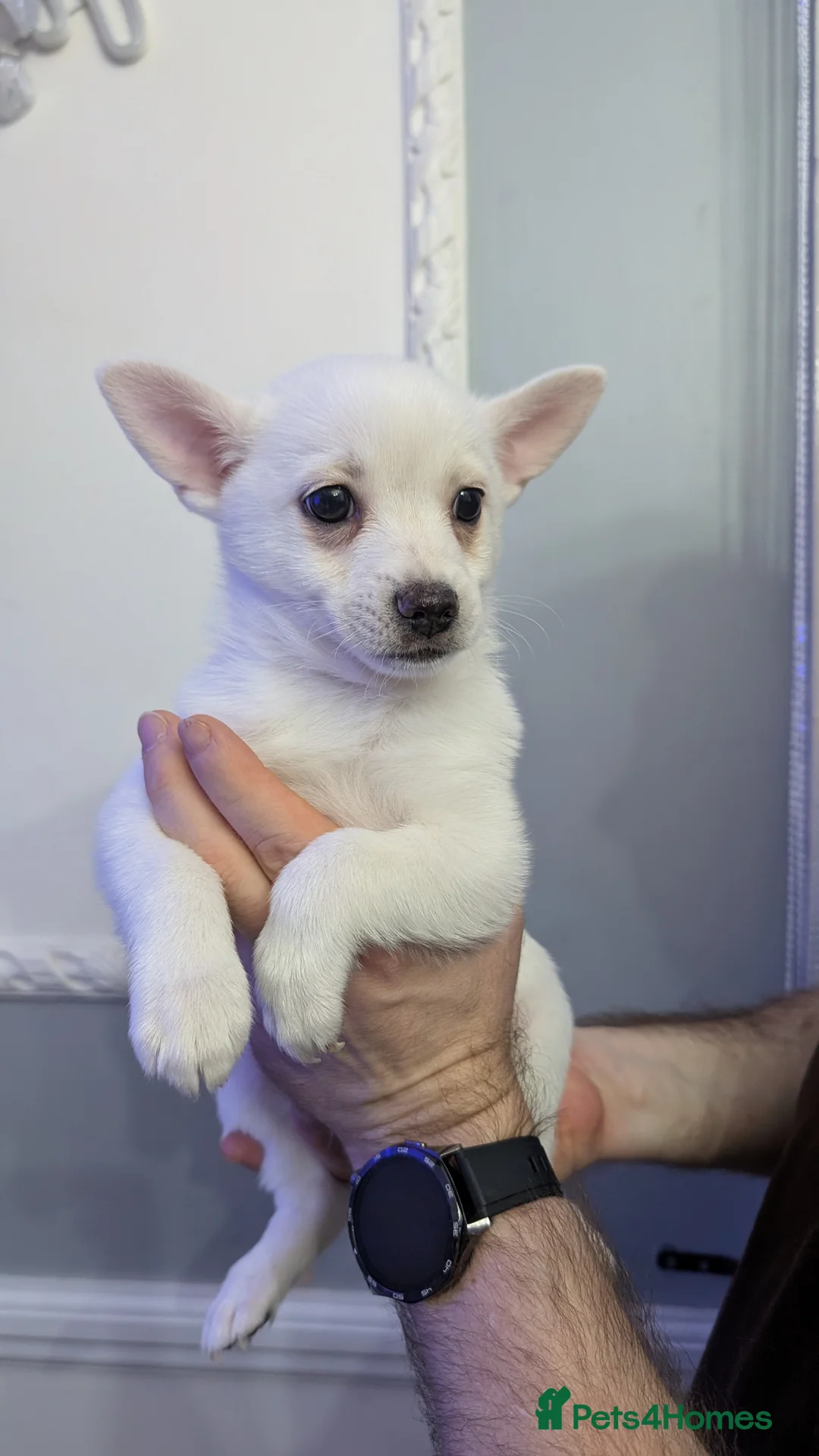 Pomchi dogs for sale: Pomchi puppy's  - Advert 7