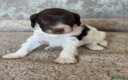 Cockapoo dogs for sale: BEAUTIFUL MERLE COCKER POO PUPPIES, HEALTH TESTED - Image 11