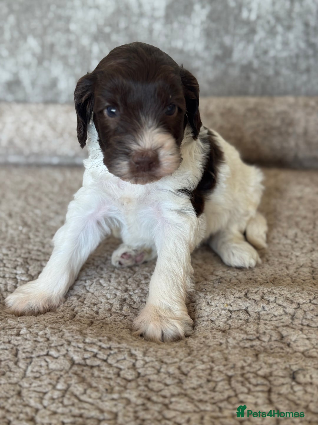 Cockapoo dogs for sale: BEAUTIFUL MERLE COCKER POO PUPPIES, HEALTH TESTED - Image 11