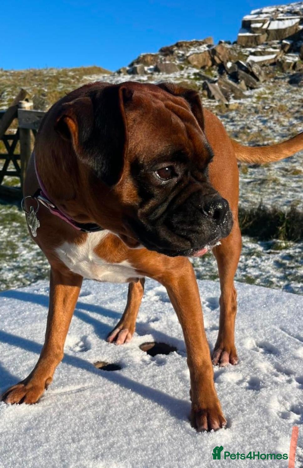 Boxer dogs 6 Gorgeous Red Boxer puppies for sale - Advert 1