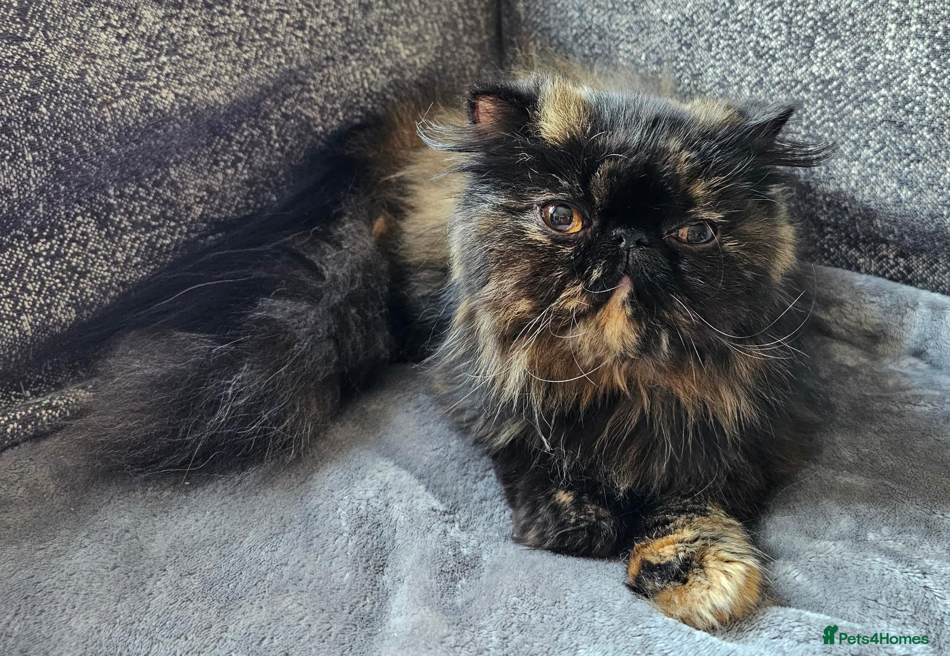 Persian cats for sale: 3 x white/black persian boy kittens - Advert 1