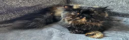 Persian cats for sale: 4 x white/black persian boy kittens - Advert 6