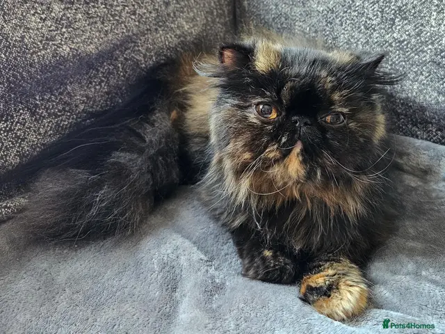 Persian cats for sale: 3 x white/black persian boy kittens - Advert 1
