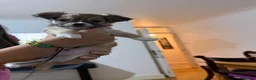 Chihuahua dogs for sale: Adorable Chihuahua puppies 1 girl and 2 boys in London - Advert 13
