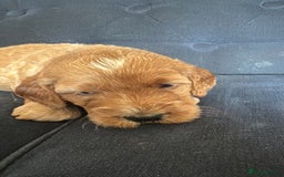Irish Doodle dogs for sale: Gorgeous Miniature F1 Irish Doodles - Image 29